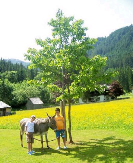 Отель Gasthof Gosauschmied Экстерьер фото